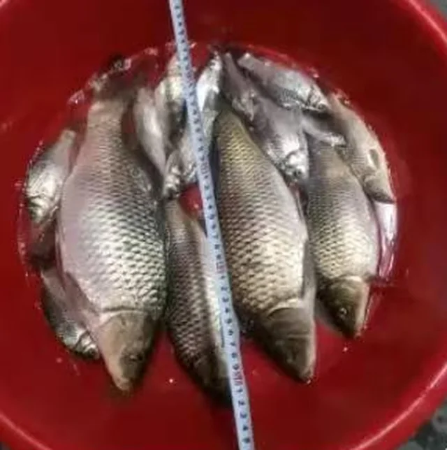 红盆里的一盆鲫鱼，旁边放着卷尺