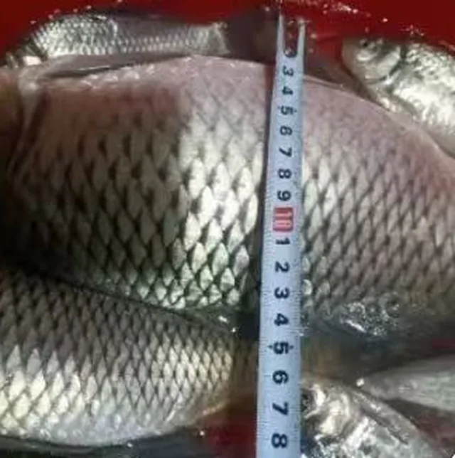 用卷尺量鱼身长度