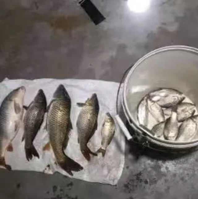 夜钓收获排在白布上，旁边一桶小鱼